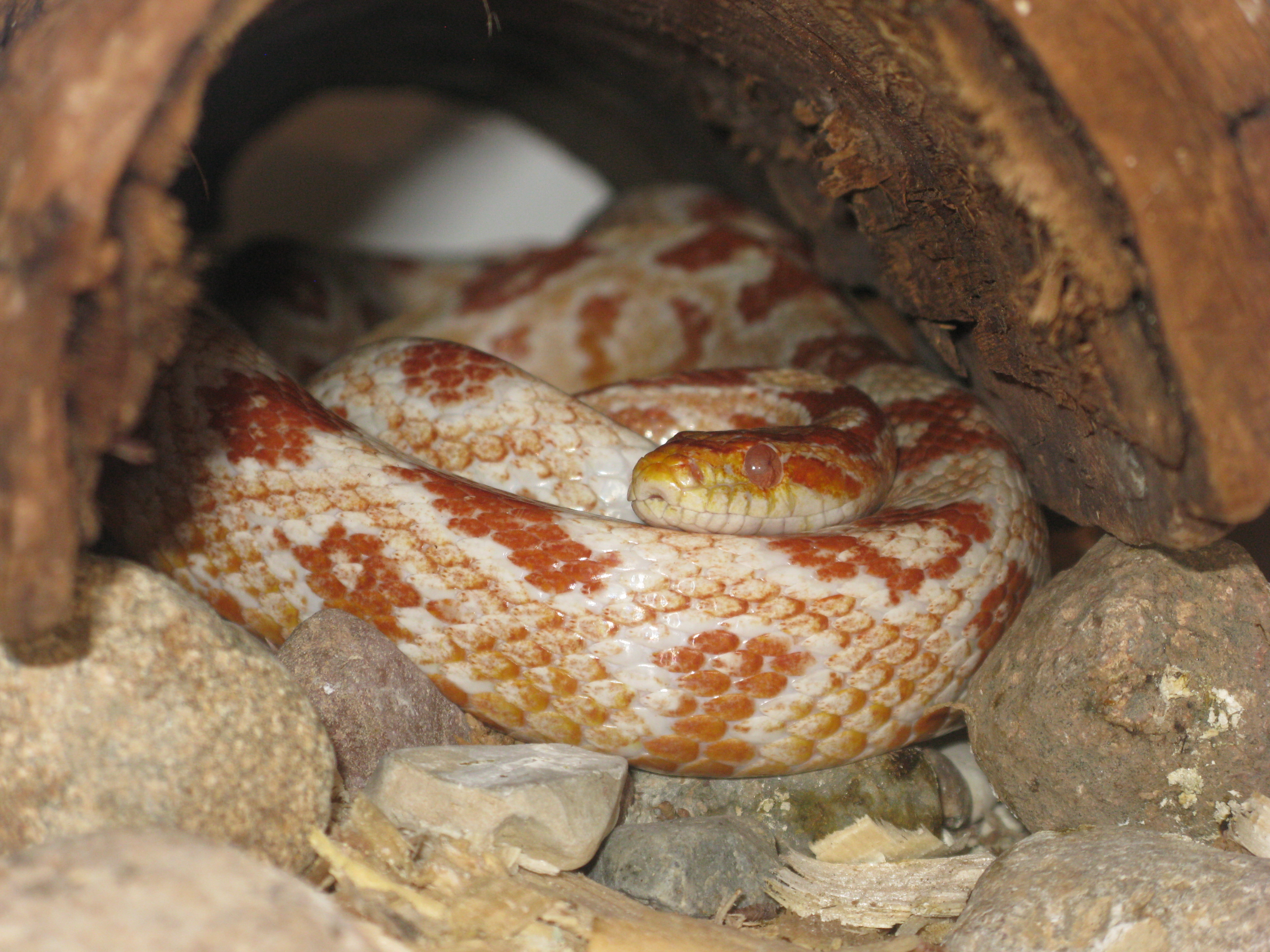 Albino
