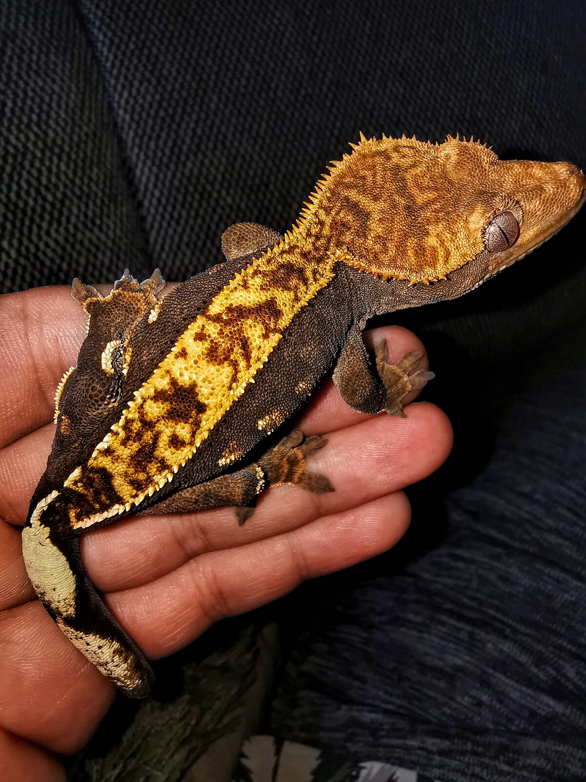 Harlequin