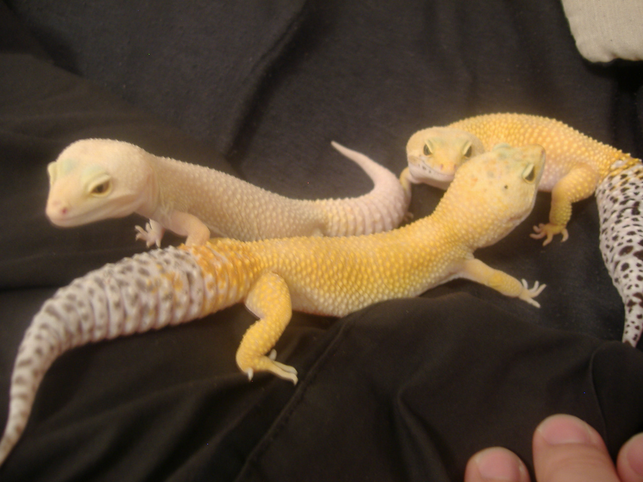 Albino