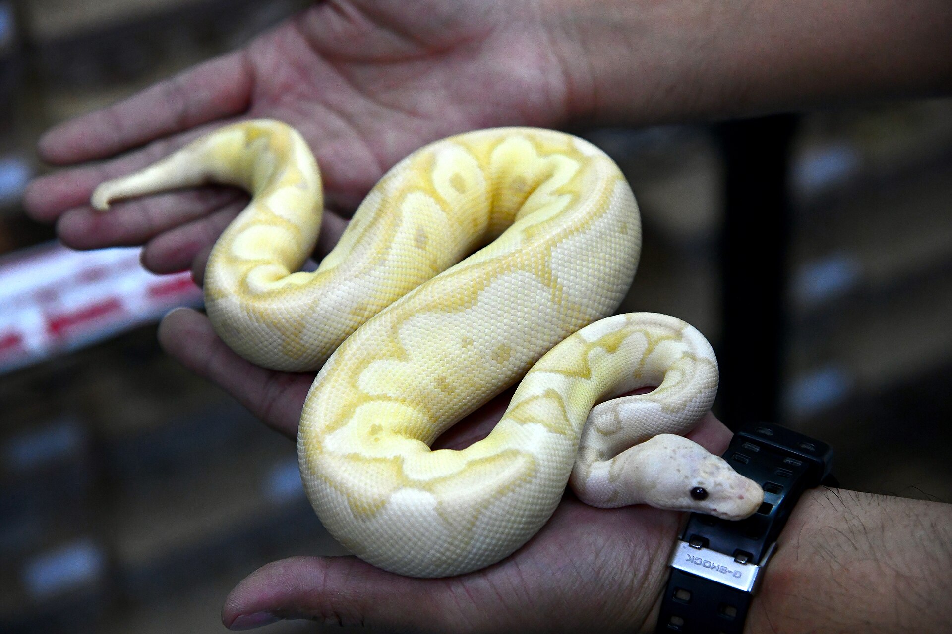 Ball Python