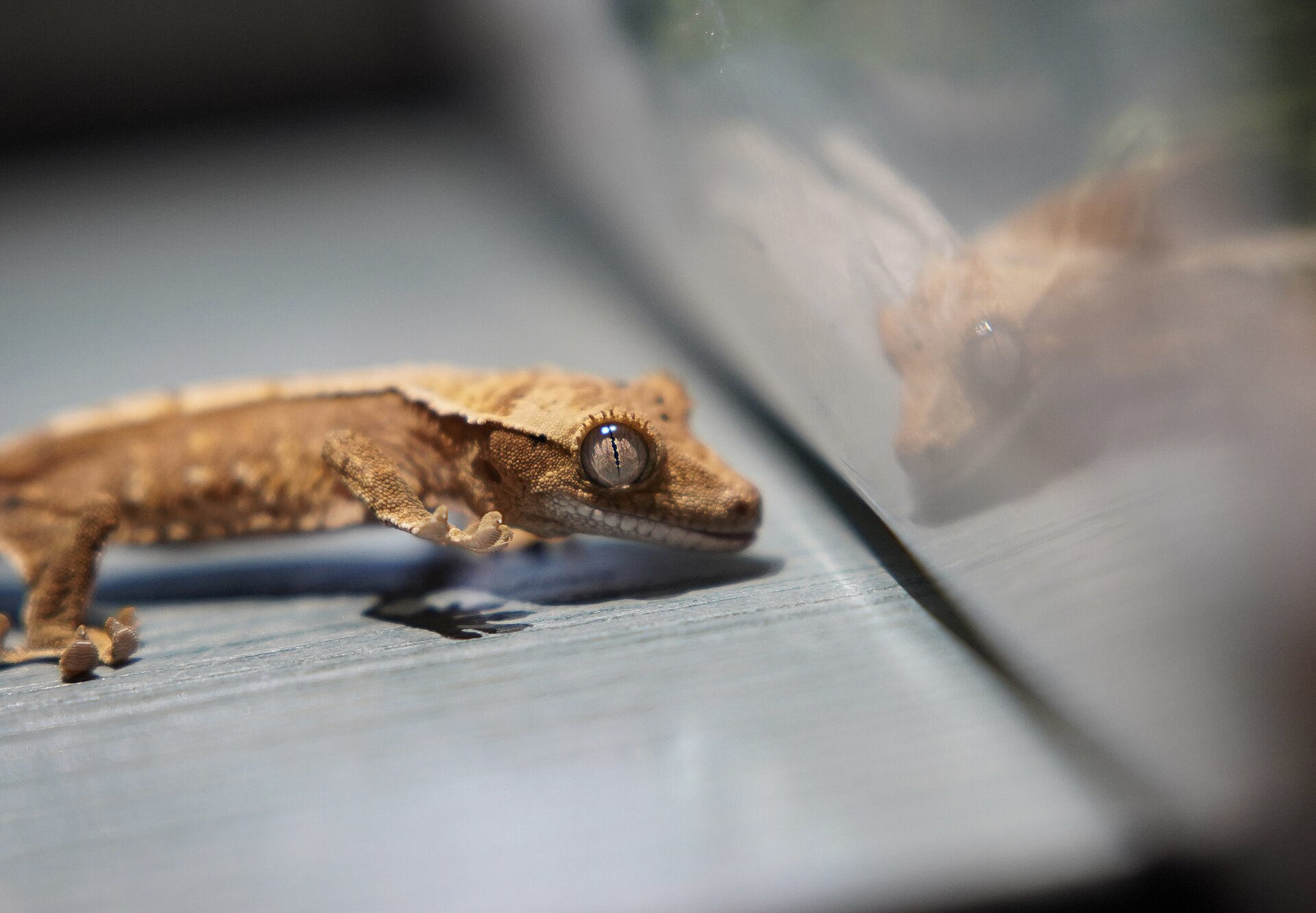 Crested Gecko