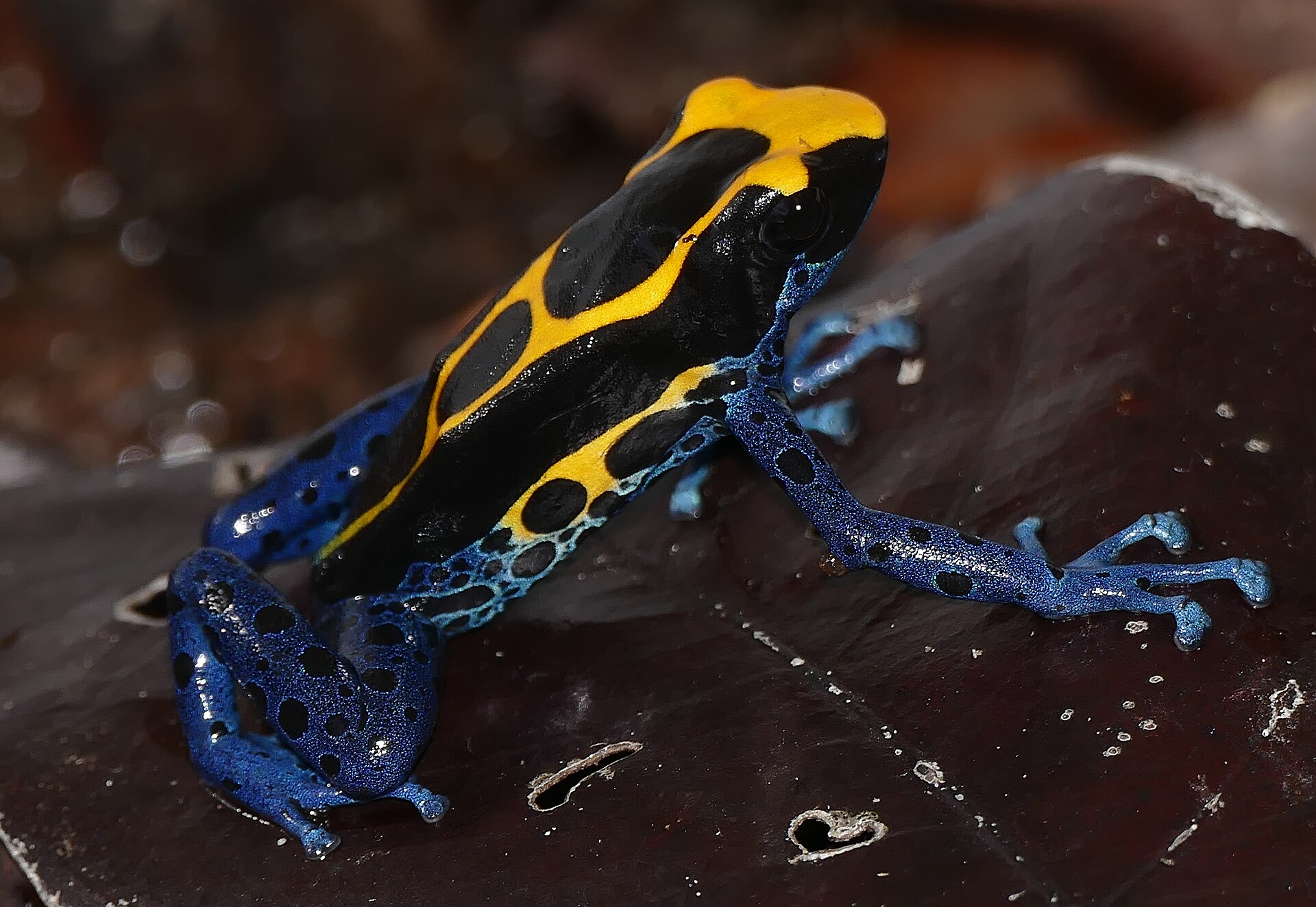 Dyeing Dart Frog