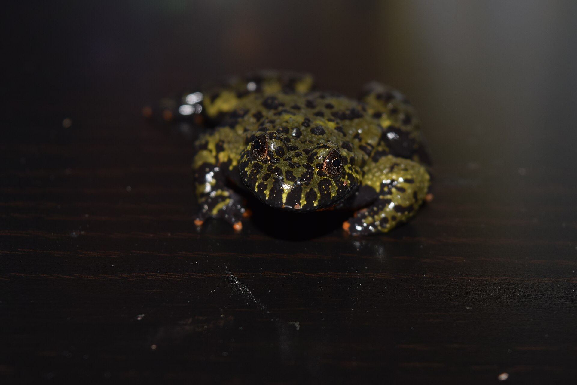 Fire-Bellied Toad