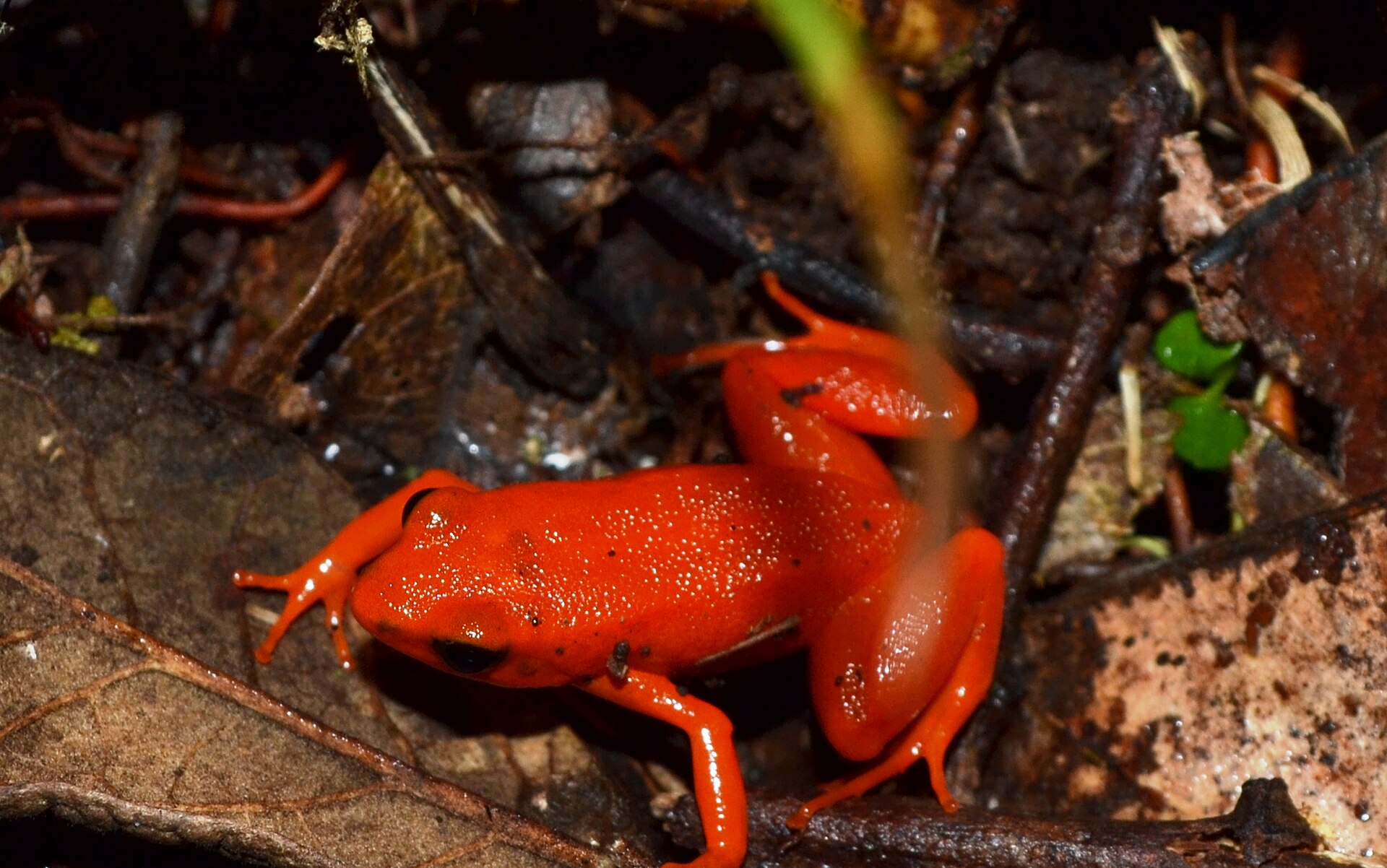 Golden Mantella