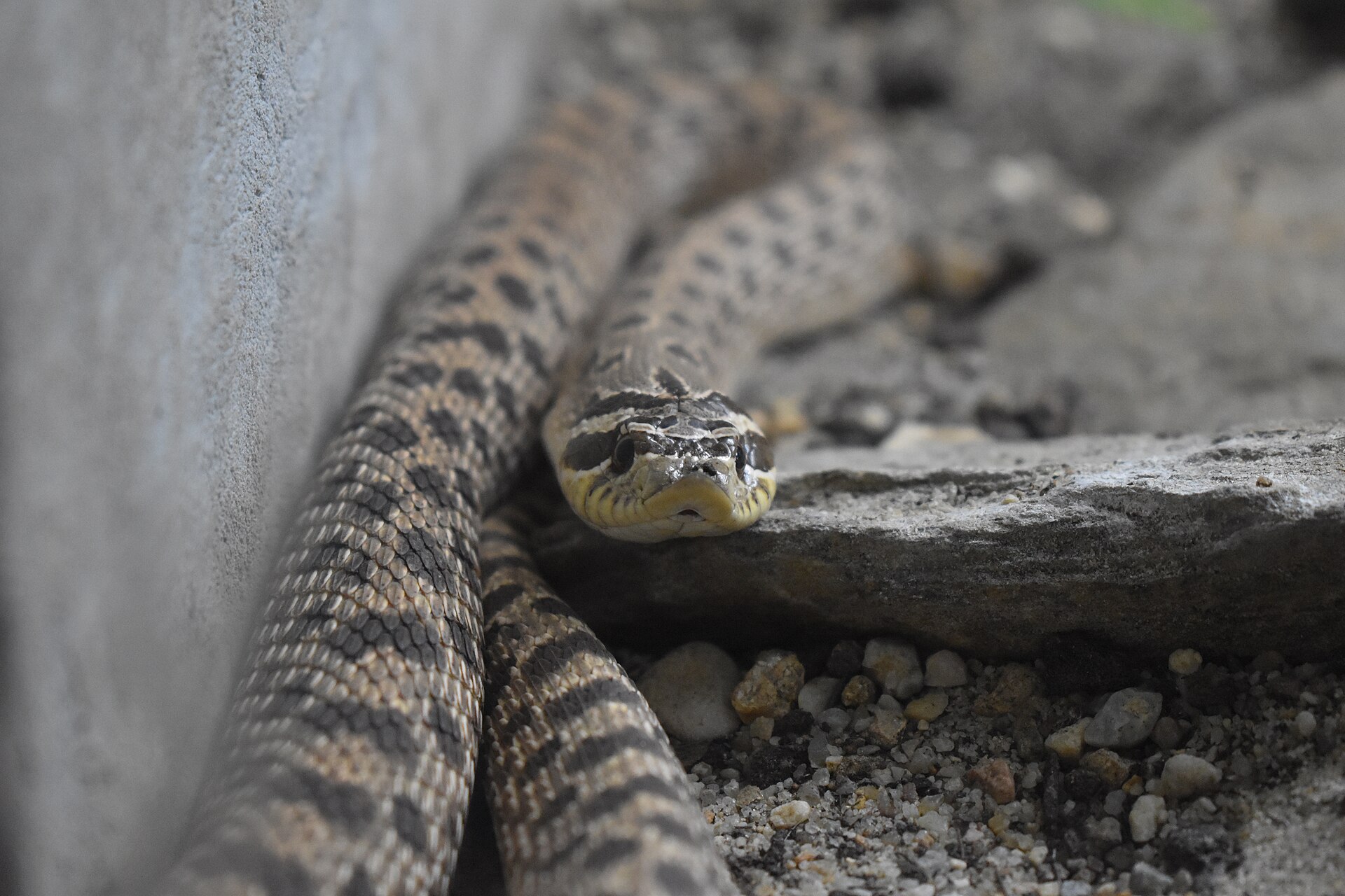 Hognose Snake