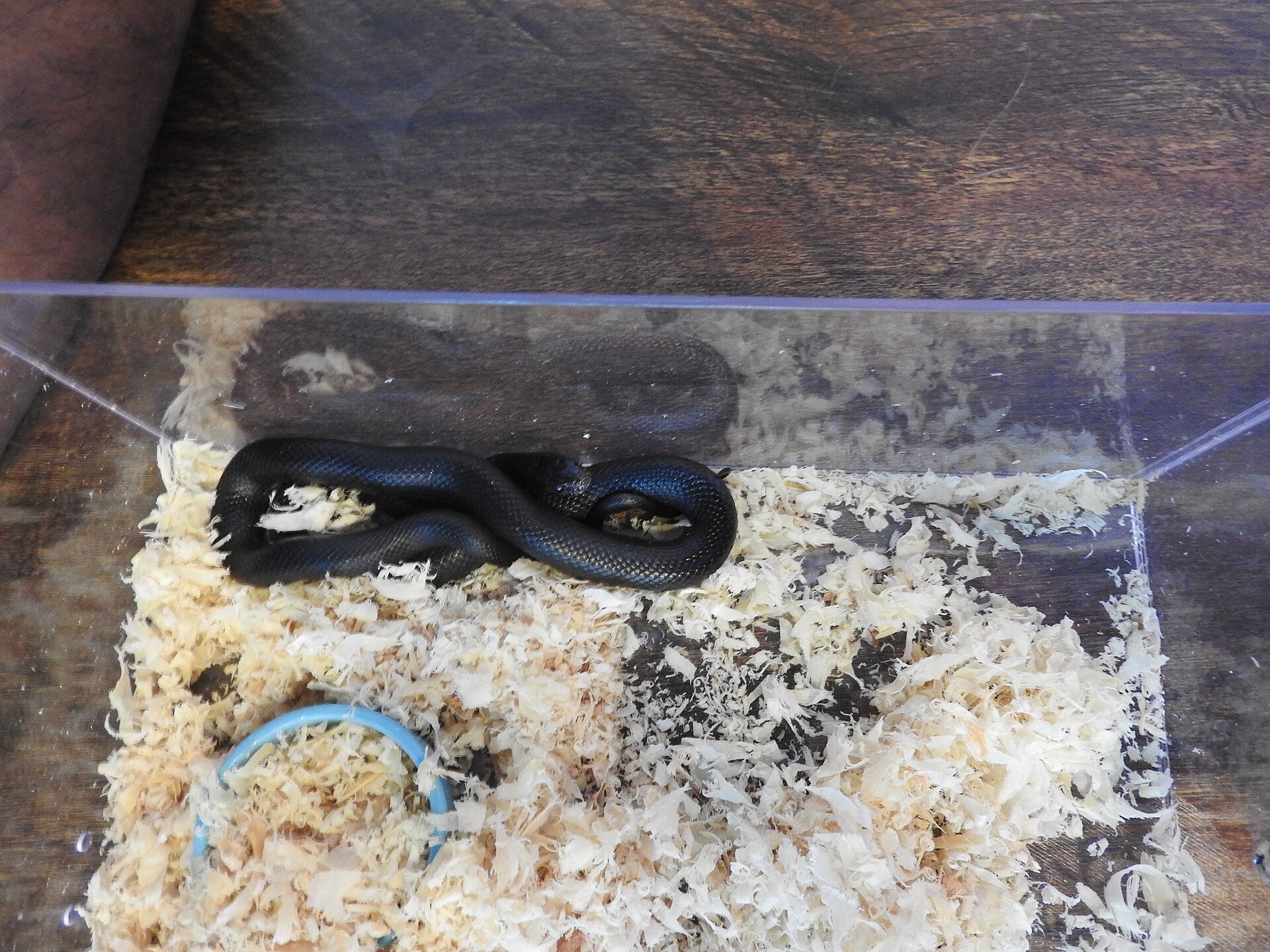Mexican Black Kingsnake