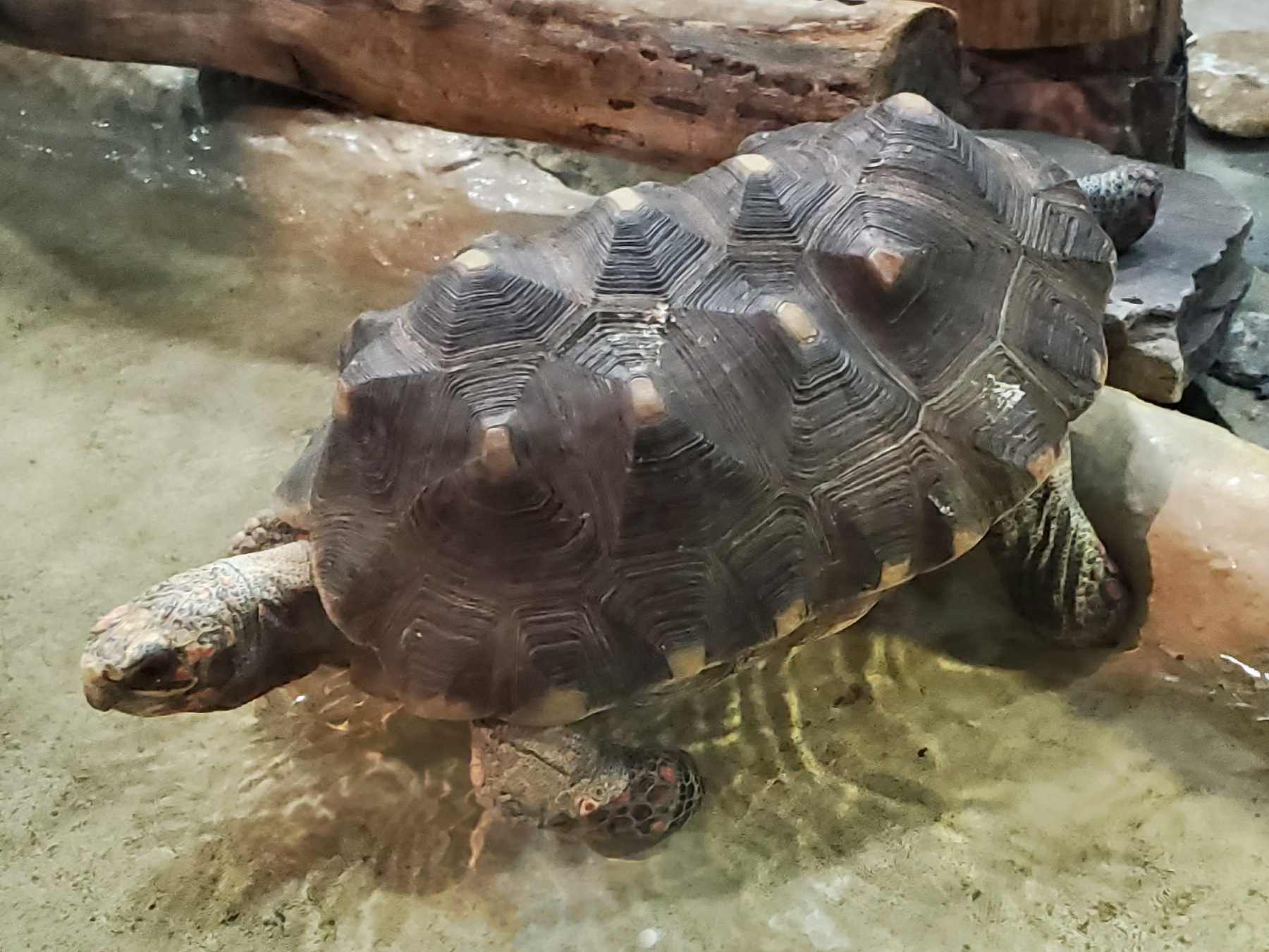 Red-Footed Tortoise