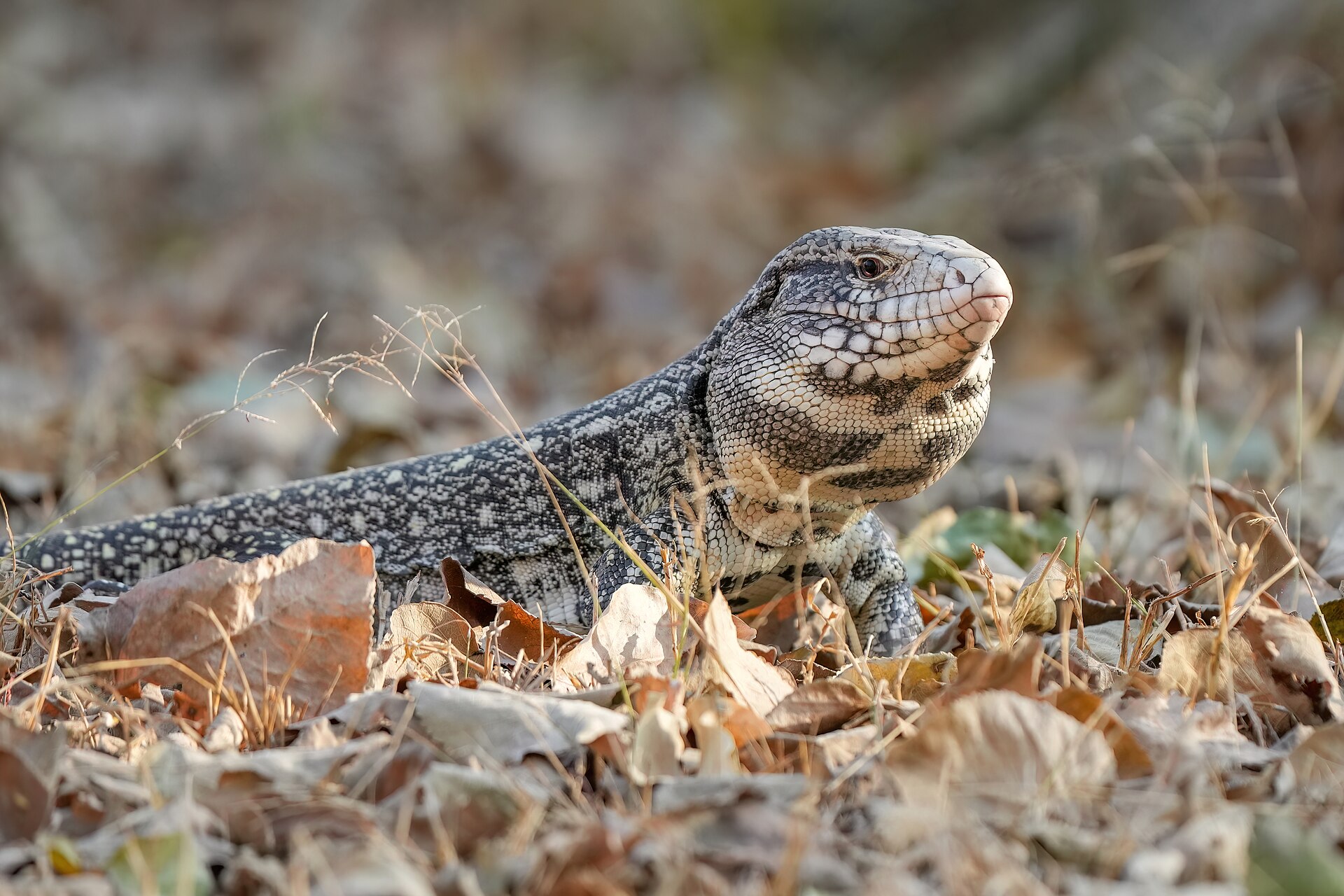 Tegu