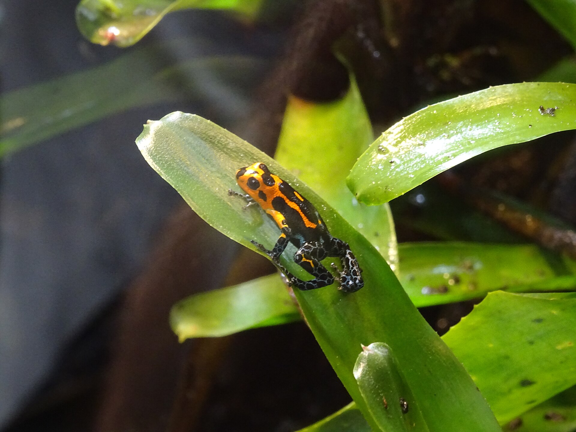 Thumbnail Dart Frog